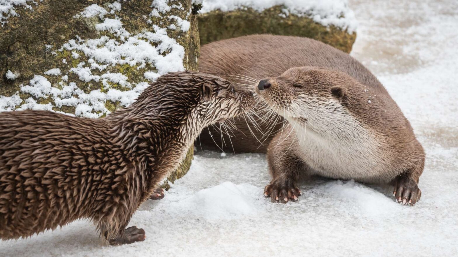 Hochmoor Schrems und bedrohte Tiere unterstützen