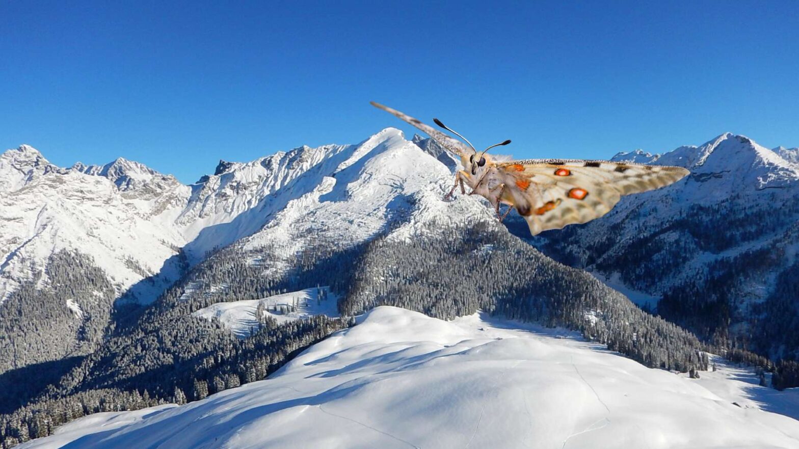 Schmetterlinge retten im Naturpark Weißbach