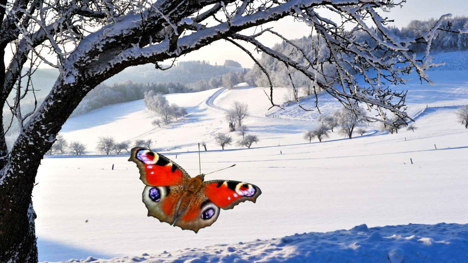 Blühende Wiesen erhalten im Naturpark Jauerling-Wachau