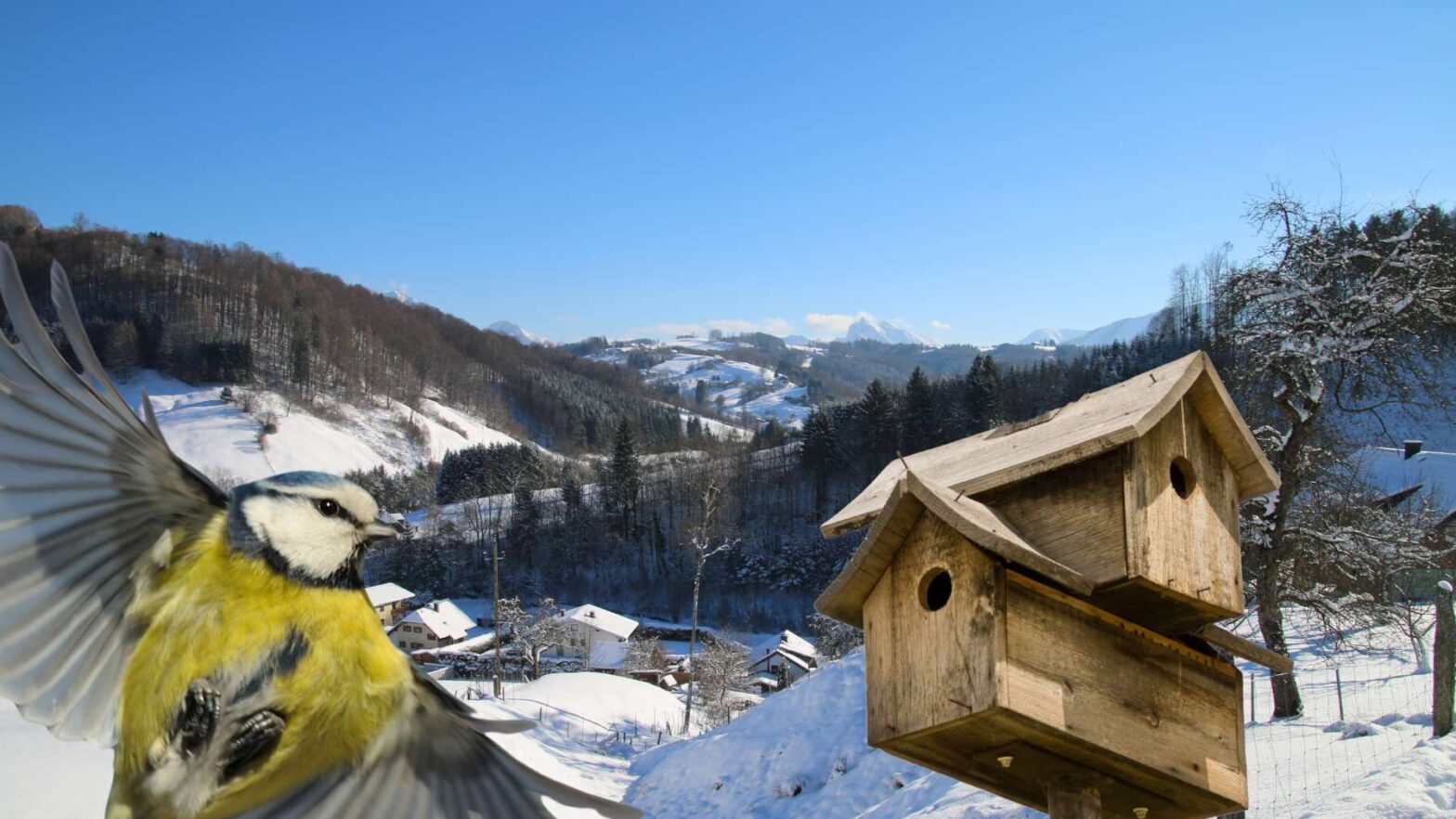 Heimat für Urzwetschken im Naturpark Attersee-Traunsee