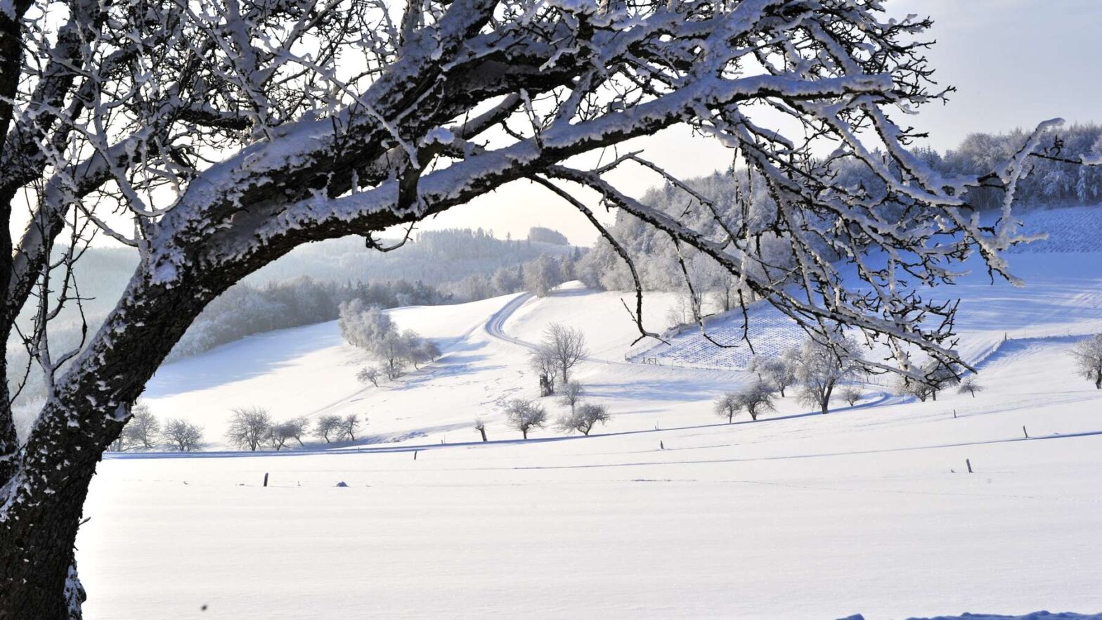 Blühende Wiesen erhalten im Naturpark Jauerling-Wachau