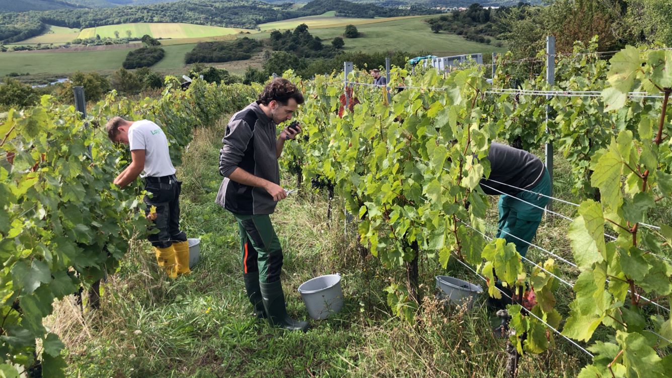 Weinlese im Naturpark Rosalia-Kogelberg