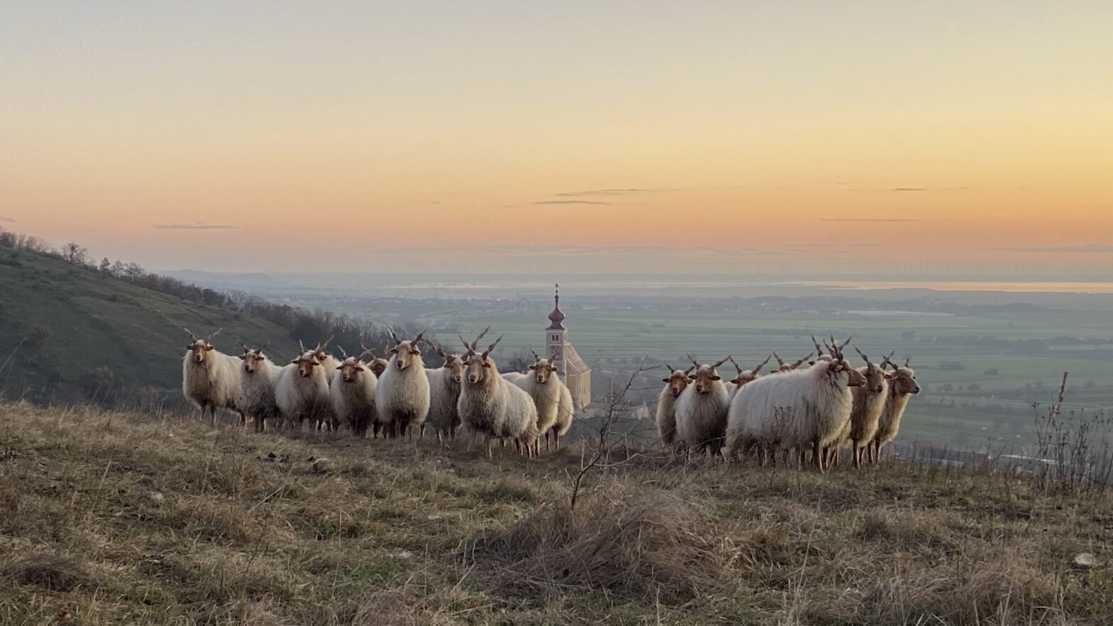 Gefährdete Nutztiere schützen bedrohte Wildtiere