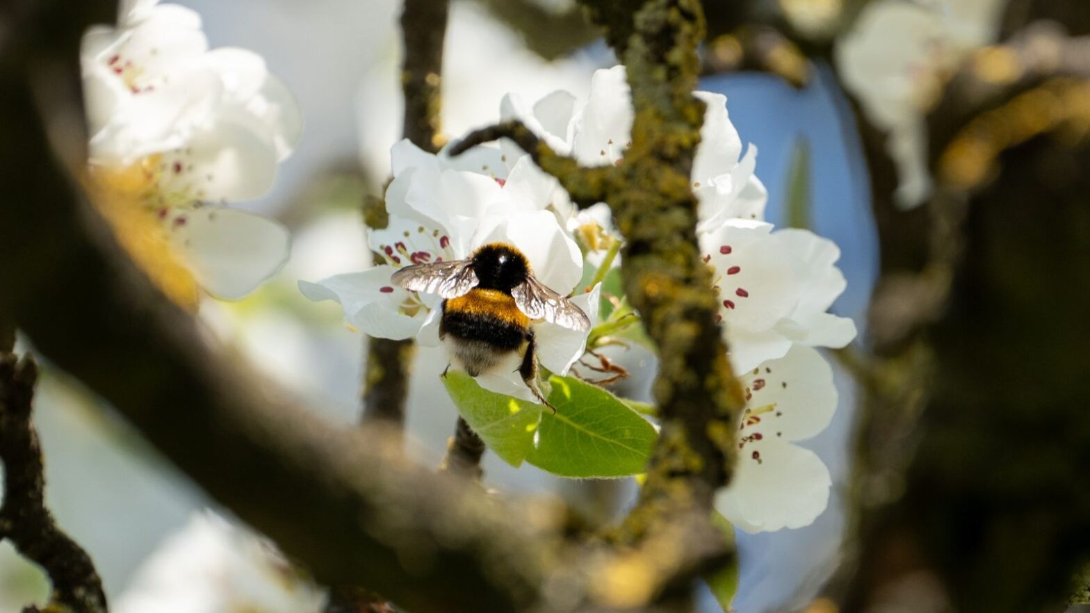 Wo Hummeln summen, wächst Zukunft
